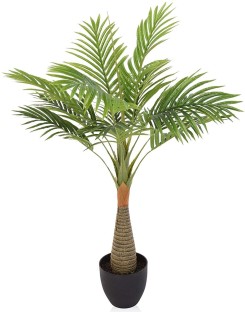 Bottle Palm Tree Seeds 10Pcs Tropical Ornamental 