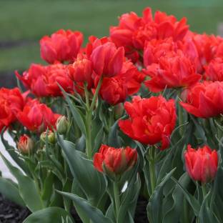 Haritadhara Red Tulips Bulbs Pack Of 1 Multicolor Flower Combo For Gardening Pack Of 1Bulbs Seed
