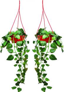 HUG ME Artificial Creeper Chain With Pot For Hanging Decoration (Pack of 2) Artificial Plant  with Pot
