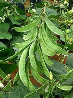 sm shop Lab Beans Seeds(Avarai), Organic Vegitable Seeds, 75Pcs, Per Pack Seed
