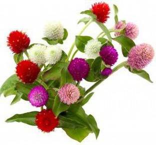 Dream mall gomphrena seeds Seed