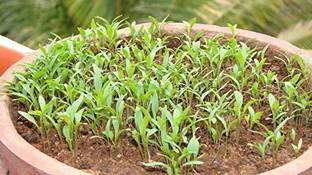 Dream mall Coriander Green Seed