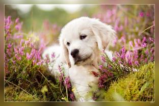 Hd Golden Retriever Flowers Labrador Puppy Dogs Pets Cute Dogs Golden Retriever Dog Matte Finish Poster Paper Print - Animals posters in India - Buy art, film, design, movie, music, nature and Hd Golden Retriever Flowers Labrador Puppy Dogs Pets Cute Dogs Golden Retriever Dog Matte Finish Poster Paper Print - Animals posters in India - Buy art, film, design, movie, music, nature and