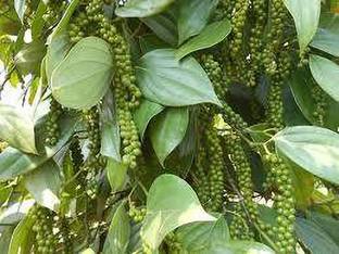K.K.Enterprise Black Pepper Plant