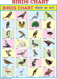 English Hindi Birds Chart For Kids | 20x30Inch (51x76cm)| Laminated chart |  Waterproof and Non tearable Wall Chart. Paper Print - Educational posters  in India - Buy art, film, design, movie, music,