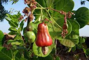 Planterce Green Cashew Plant Price in India - Buy Planterce Green Cashew  Plant online at Flipkart.com