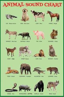 Animals Sound Sticker Poster For Education|1Pc|Sticker Poster For Preschooling, Classroom, Kindergarten|Decorative Wall Sticker Poster|1Pc Paper Print - Educational, Decorative posters in India - Buy art, film, design, movie, music, nature and educational Animals Sound Sticker Poster For Education|1Pc|Sticker Poster For Preschooling, Classroom, Kindergarten|Decorative Wall Sticker Poster|1Pc Paper Print - Educational, Decorative posters in India - Buy art, film, design, movie, music, nature and educational