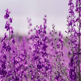 Shivnami Delphinium Consolida Giant Imperial Mix, Larkspur, Delphinium Seed Price in India - Buy Shivnami Delphinium Consolida Giant Imperial Mix, Larkspur, Delphinium Seed online at Shivnami Delphinium Consolida Giant Imperial Mix, Larkspur, Delphinium Seed Price in India - Buy Shivnami Delphinium Consolida Giant Imperial Mix, Larkspur, Delphinium Seed online at