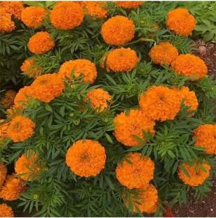MG ALL IN ONE Ganda flower Seed Price in India - Buy MG ALL IN ONE Ganda  flower Seed online at 