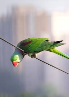 craigslist chicago birds for sale