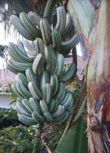 Fifth Spring Banana Plant