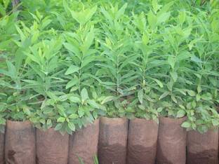 Sri Sai Forestry White Sandal Wood Tree Seeds Chandan Srigandha Mysore Sandalwood Tree Seed Price In India Buy Sri Sai Forestry White Sandal Wood Tree Seeds Chandan Srigandha Mysore