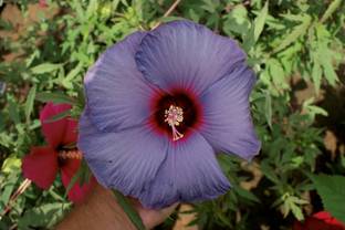 Nooelec India HIBISCUS Seed Price in India - Buy Nooelec India ... Nooelec India HIBISCUS Seed Price in India - Buy Nooelec India ...