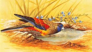 Young Woman And Parrot Bird Painting Fine Art Paper Hd Wallpaper Poster Fine Art Print Art Paintings Posters In India Buy Art Film Design Movie Music Nature And Educational