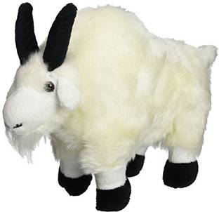 bubble hut baby goat