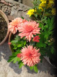 PLaNeTreee Chrysanthemums/ Guldavari Plant