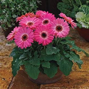 WILLVINE XLR-32 Majorette Pink Halo Gerbera Daisy Seeds, Compact and  Butterfly Friendly Seed Price in India - Buy WILLVINE XLR-32 Majorette Pink  Halo Gerbera Daisy Seeds, Compact and Butterfly Friendly Seed online