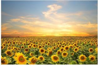 Wall Poster (beautifull sunflowers,Surface Covering Area - 36 x 24 Inch) Paper Print