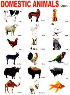 Poster Kids Child Domestic Animals School S Chart sl-9858 (Large Poster, 36x24 Inch, Banner Media Print, Multicolor) Fine Art Print - Art & Paintings posters in India - Buy art, film, design, Poster Kids Child Domestic Animals School S Chart sl-9858 (Large Poster, 36x24 Inch, Banner Media Print, Multicolor) Fine Art Print - Art & Paintings posters in India - Buy art, film, design,