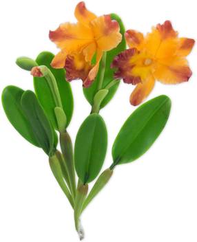 Gayatri Creations Cattleya Orchid Stem Orange Orchids Artificial Flower Price In India Buy Gayatri Creations Cattleya Orchid Stem Orange Orchids Artificial Flower Online At Flipkart Com