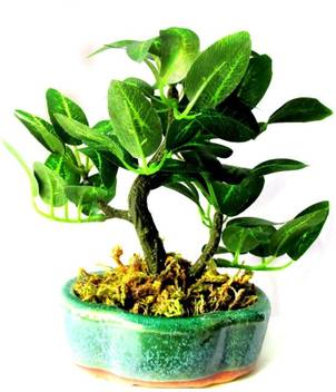1st Home Bonsai Tree Bonsai Artificial Plant With Pot Price In India Buy 1st Home Bonsai Tree Bonsai Artificial Plant With Pot Online At Flipkart Com