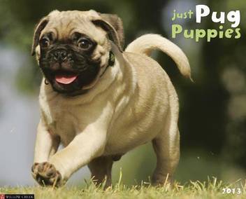 Pug Puppies By Unknown At Low Price In India Flipkart Pug Puppies By Unknown At Low Price