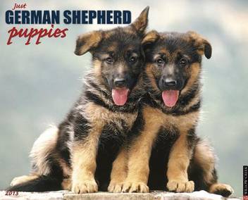 German Shepherd Puppies Buy German Shepherd Puppies By Unknown At Low Price In India Flipkart Com