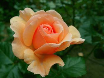 Priyathams Beautiful Rose Apricot Plant Seed Price In India Buy Priyathams Beautiful Rose Apricot Plant Seed Online At Flipkart Com