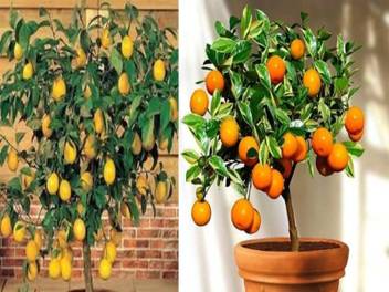 Nskon Imported Bonsai Organic Lemon Orange Indoor Balcony Potted All Seasonal Plant Seed Price In India Buy Nskon Imported Bonsai Organic Lemon Orange Indoor Balcony Potted All Seasonal Plant Seed Online At Flipkart Com