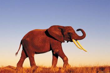 Bikrikendra Alone Eliphant Poster Paper Print Animals Posters In India Buy Art Film Design Movie Music Nature And Educational Paintings Wallpapers At Flipkart Com
