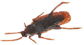 plastic toy roaches