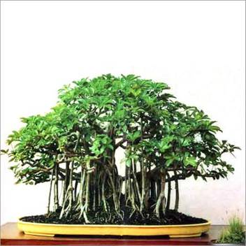 Nskon Imported Bonsai Banyan Tree Seed Price In India Buy Nskon Imported Bonsai Banyan Tree Seed Online At Flipkart Com