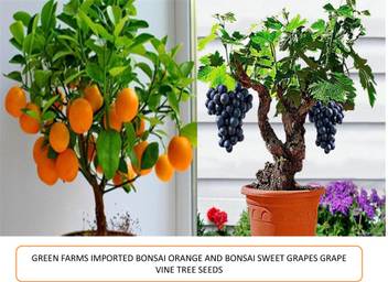 Green Farms Orange Grapes Seed Price In India Buy Green Farms Orange Grapes Seed Online At Flipkart Com