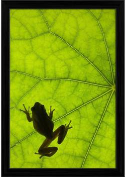 Artzfolio Tree Frog Backlit On A Leaf Framed Wall Art Painting