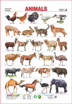arch: ten domestic animals name in hindi