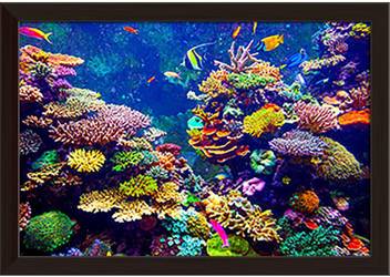 Artzfolio Coral Reef And Tropical Fish In Sunlight Framed Wall Art