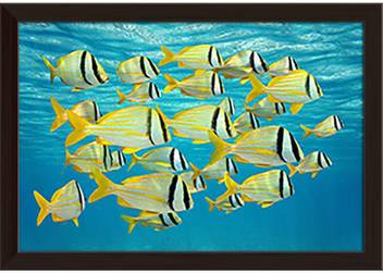 Artzfolio Tropical Fish Caribbean Sea Framed Wall Art Painting