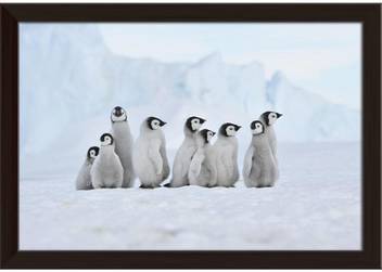 Artzfolio Emperor Penguin Chicks Snow Hill Antarctica Framed Wall Art Painting Print Canvas 12 Inch X 17 1 Inch Painting Price In India Buy Artzfolio Emperor Penguin Chicks Snow Hill Antarctica Framed