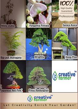 Creative Farmer Juniper Bonsai Tree Seeds Seed Price In India Buy Creative Farmer Juniper Bonsai Tree Seeds Seed Online At Flipkart Com