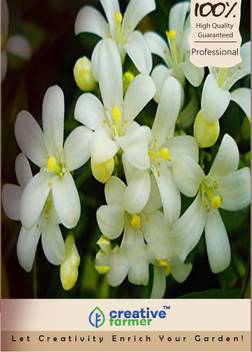 Creative Farmer Chalcas Paniculata Evergreen Leaflets Jasmine Seeds Seed Price In India Buy Creative Farmer Chalcas Paniculata Evergreen Leaflets Jasmine Seeds Seed Online At Flipkart Com