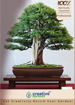 Creative Farmer Juniperus Communis Common Juniper Bonsai Seeds Seed Price In India Buy Creative Farmer Juniperus Communis Common Juniper Bonsai Seeds Seed Online At Flipkart Com