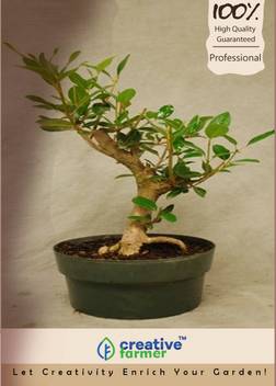 Creative Farmer Mahogany Bonsai Tree Seeds Seed Price in India - Buy Creative Farmer Mahogany Bonsai Tree Seeds Seed online at Flipkart.com Creative Farmer Mahogany Bonsai Tree Seeds Seed Price in India - Buy Creative Farmer Mahogany Bonsai Tree Seeds Seed online at Flipkart.com