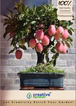 Creative Farmer Nemaguard Peach Bonsai Seeds Seed Price In India Buy Creative Farmer Nemaguard Peach Bonsai Seeds Seed Online At Flipkart Com