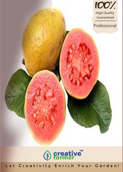 Creative Farmer Red Guava Seeds Seed Price In India Buy Creative Farmer Red Guava Seeds Seed Online At Flipkart Com