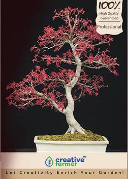 Creative Farmer Acer Palmatum Japanese Maple Bonsai Seeds Seed Price In India Buy Creative Farmer Acer Palmatum Japanese Maple Bonsai Seeds Seed Online At Flipkart Com