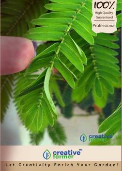 Creative Farmer Touch Me Not Plant Seeds Seed Price In India Buy Creative Farmer Touch Me Not Plant Seeds Seed Online At Flipkart Com