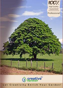 Creative Farmer Elephant Ear Tree Seeds National Tree Of Costa Rica Seed Price In India Buy Creative Farmer Elephant Ear Tree Seeds National Tree Of Costa Rica Seed Online At Flipkart Com
