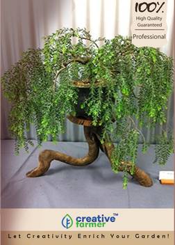 Creative Farmer Peltophorum Pterocarpum Bonsai Seeds Seed Price In India Buy Creative Farmer Peltophorum Pterocarpum Bonsai Seeds Seed Online At Flipkart Com