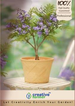 Creative Farmer Jacaranda Mimosifolia Imported Bonsai Seeds Seed Price In India Buy Creative Farmer Jacaranda Mimosifolia Imported Bonsai Seeds Seed Online At Flipkart Com