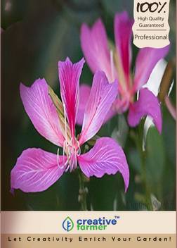 Creative Farmer Poor Man S Orchid Seed Price In India Buy Creative Farmer Poor Man S Orchid Seed Online At Flipkart Com